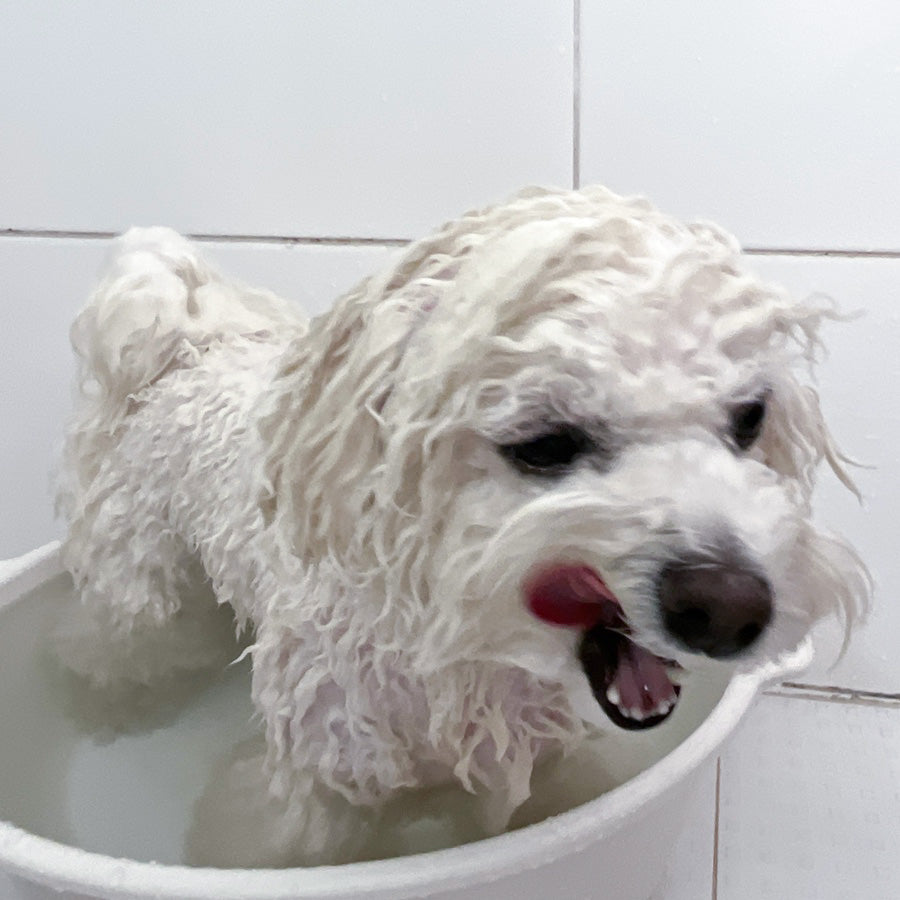 ビションフリーゼ専用シャンプー / Shampoo (for Bichon Frise)
