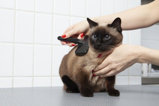 2月22日は猫の日。にゃんにゃんにゃん。