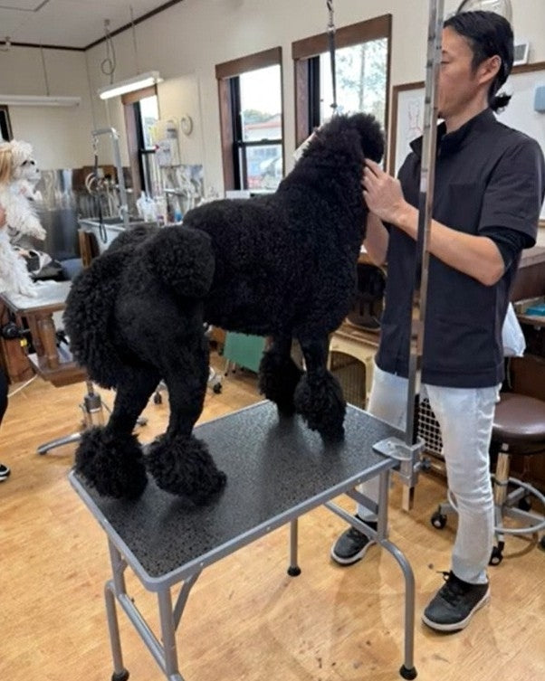 動画を読み込む: ハイポニックSHOWシャンプーで犬を洗う