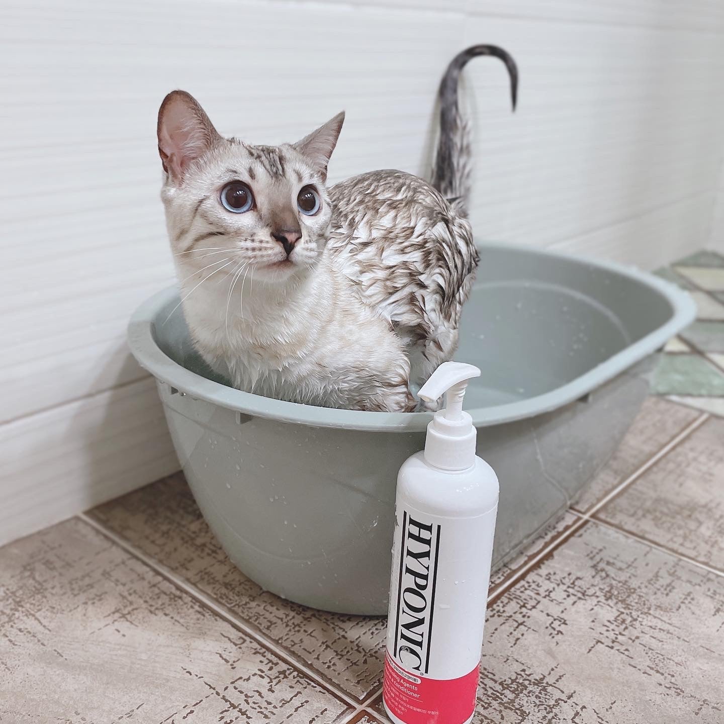 シャンプーと猫