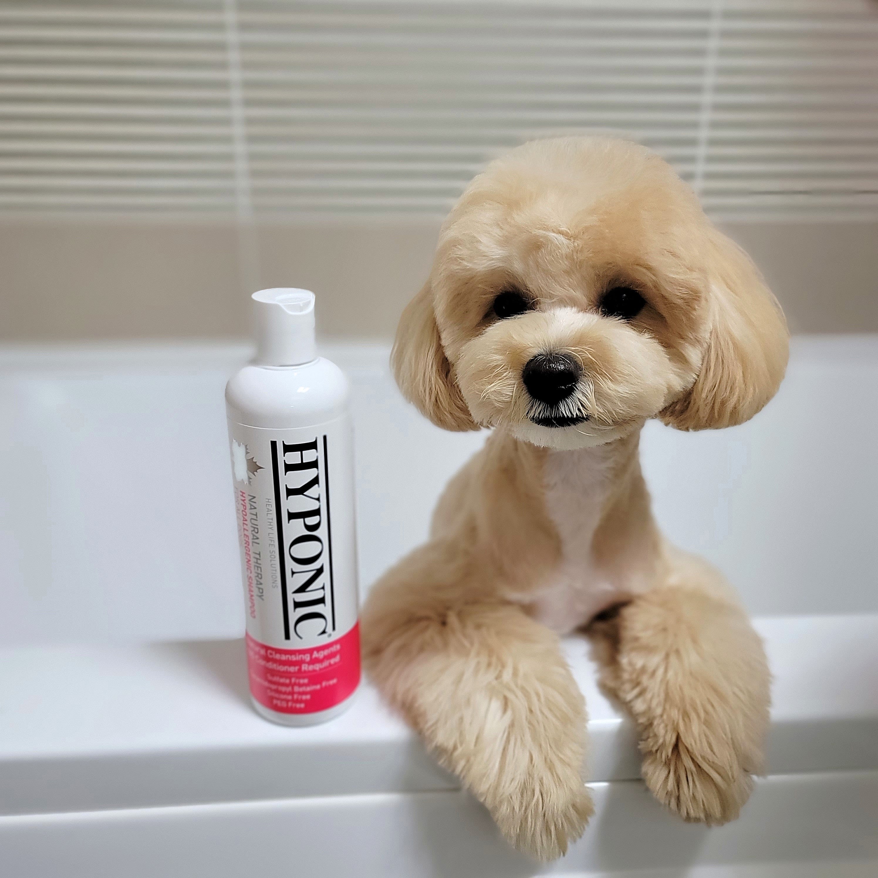 犬とシャンプー