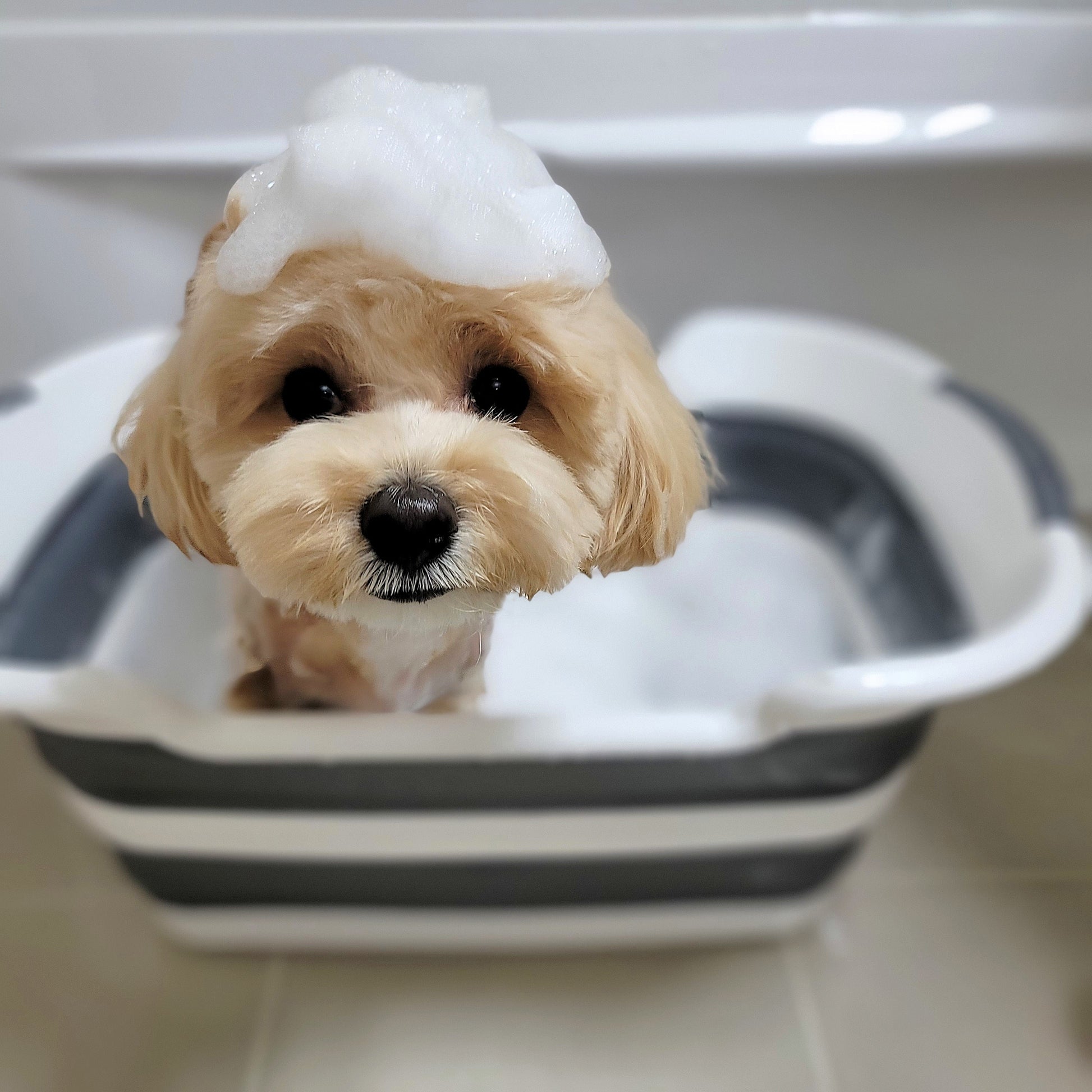 犬とシャンプー２
