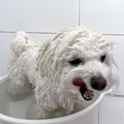 ビションフリーゼ専用シャンプー / Shampoo (for Bichon Frise)