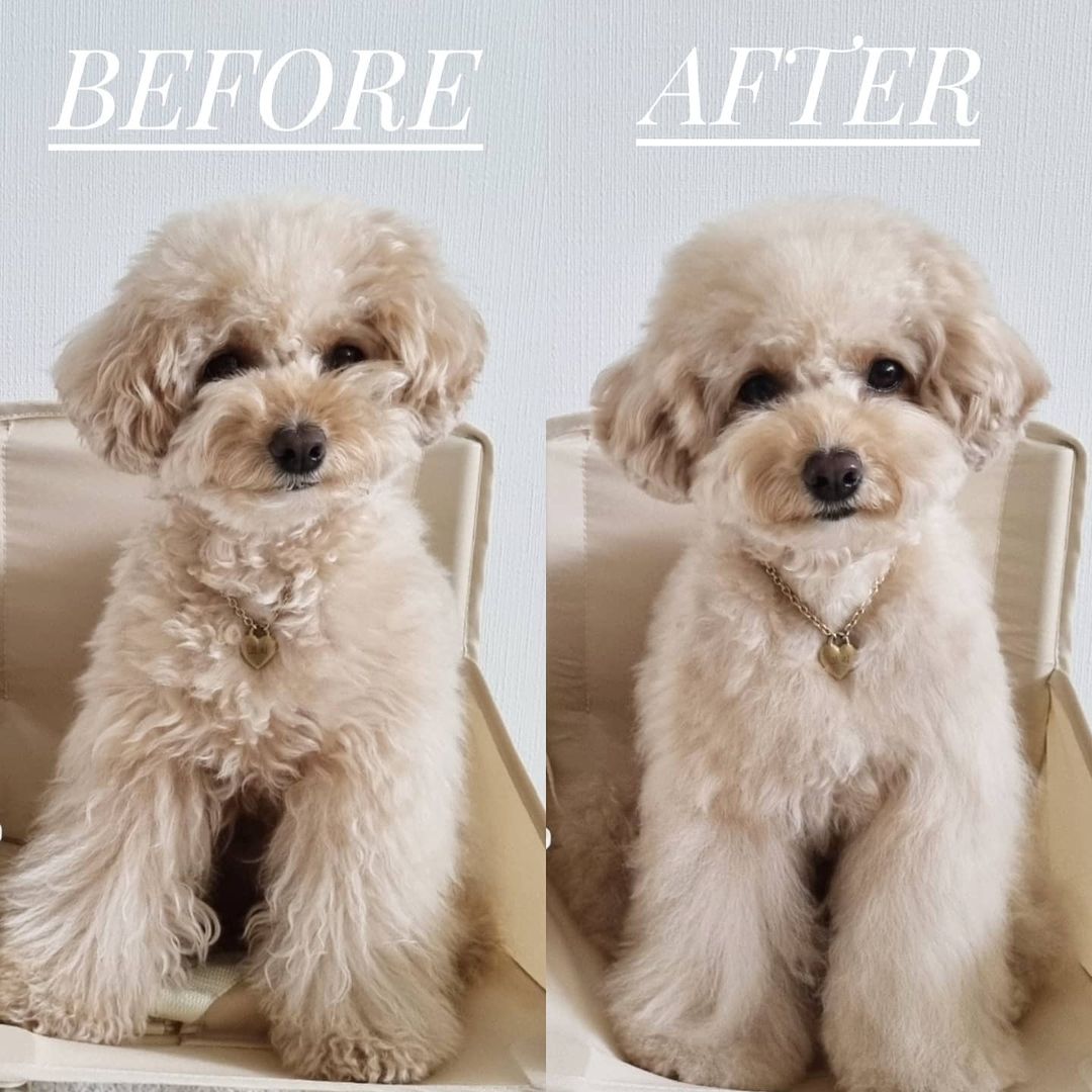 ヒノキもつれほぐし モイスチャライジングスプレー / Hinoki Cypress Detangling Mist  (for all pets)
