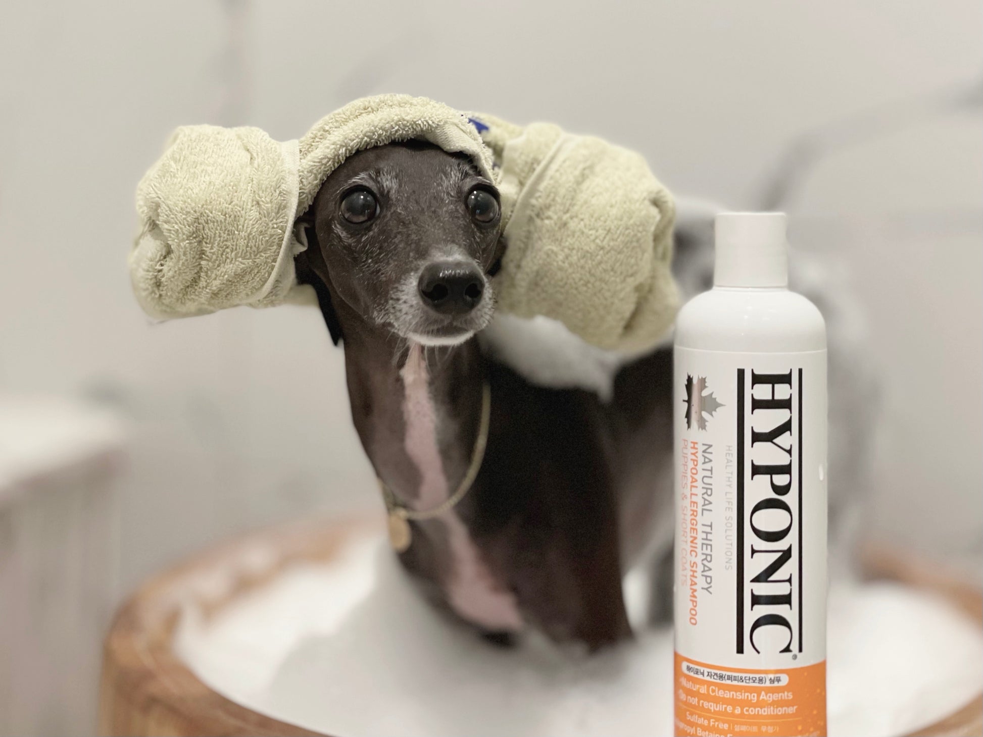 シャンプーとショートコート犬